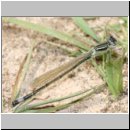 Ischnura elegans - Grosse Pechlibelle m01 jung.jpg